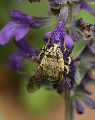 Amegilla albigena